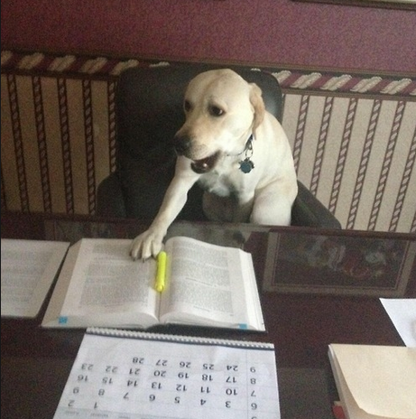 dog study