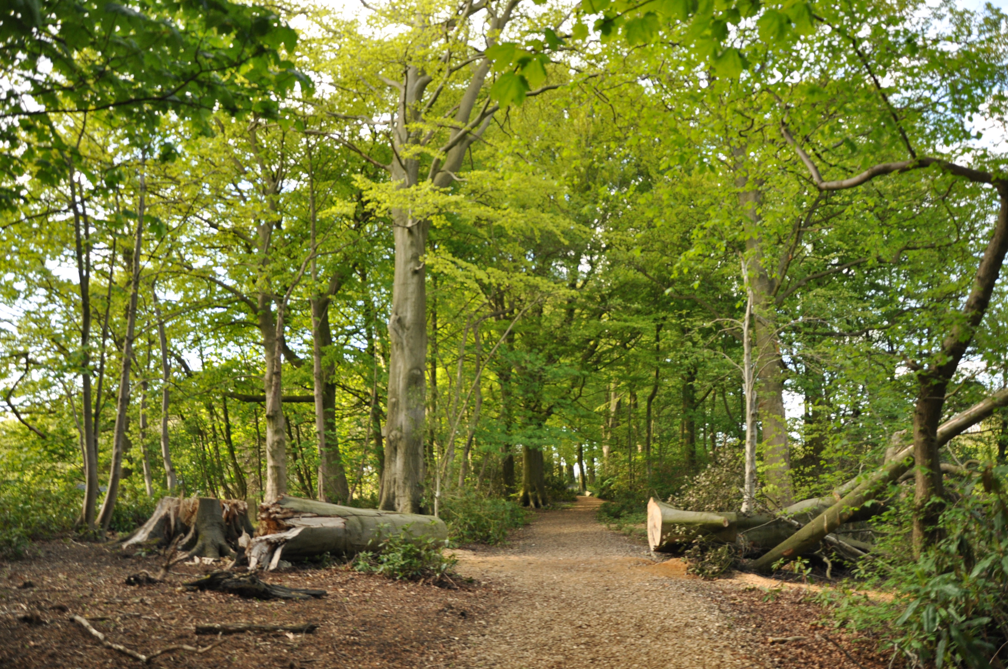 nature scenery woodland trail lancaster