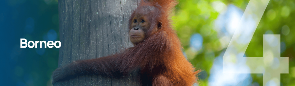 Borneo