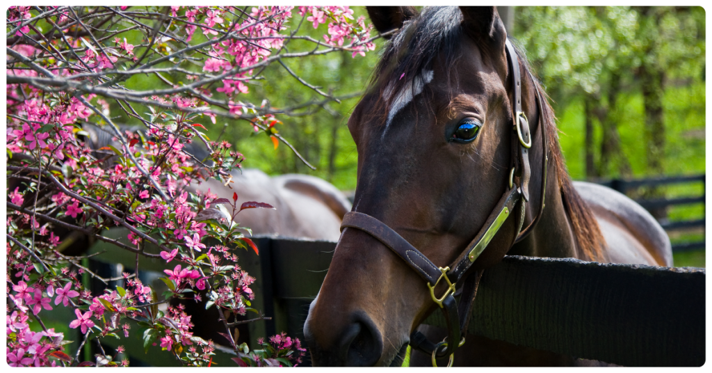 Discover the Kentucky Derby